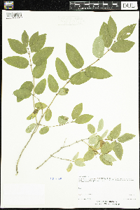 Lonicera tatarica image