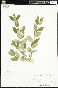 Lonicera tatarica image