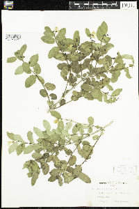 Lonicera tatarica image