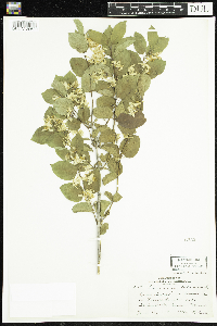 Lonicera tatarica image