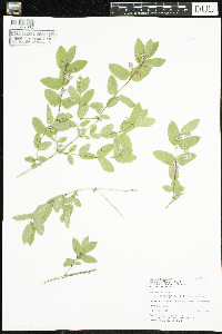 Lonicera tatarica image