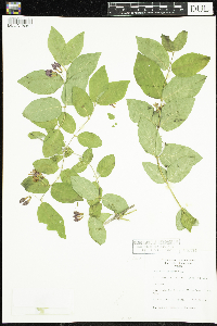 Lonicera tatarica image