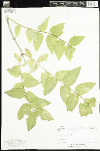 Lonicera tatarica image