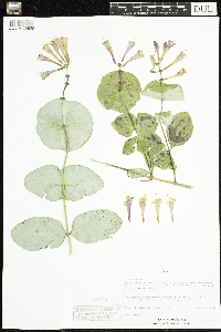 Lonicera sempervirens image