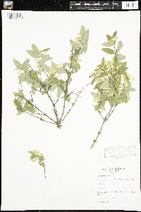 Lonicera morrowii image