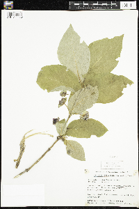 Lonicera involucrata image