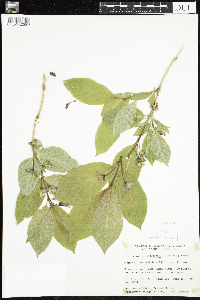 Lonicera involucrata image