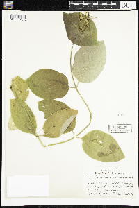 Lonicera hirsuta image