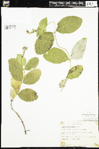 Lonicera hirsuta image