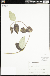 Lonicera hirsuta image