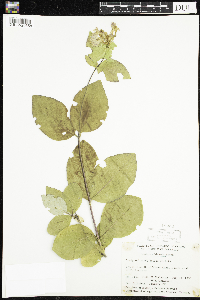 Lonicera hirsuta image