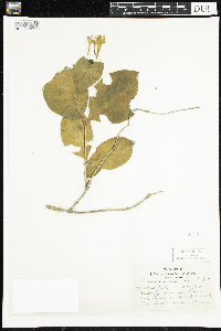 Lonicera hirsuta image