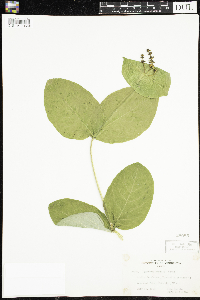Lonicera hirsuta image