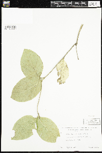 Lonicera hirsuta image