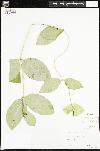 Lonicera hirsuta image