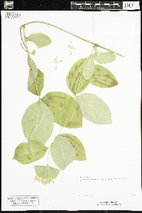 Lonicera hirsuta image