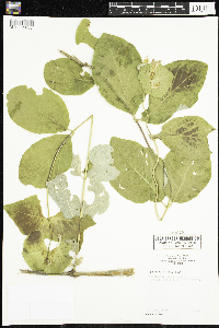 Lonicera hirsuta image