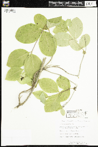 Lonicera hirsuta image