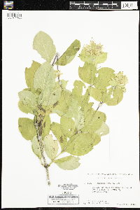 Lonicera hirsuta image