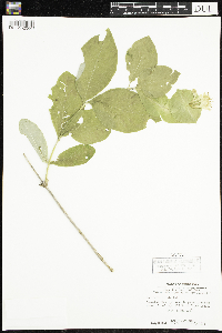 Lonicera hirsuta image