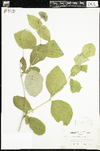 Lonicera hirsuta image