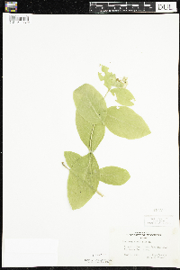 Lonicera hirsuta image