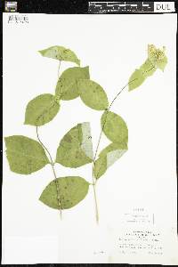 Lonicera hirsuta image