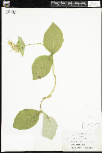 Lonicera hirsuta image
