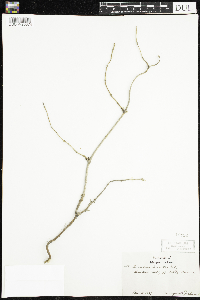 Lonicera hirsuta image