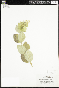 Lonicera hirsuta image