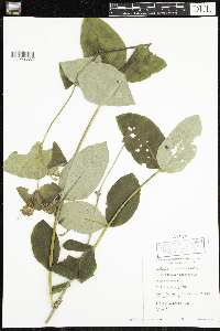 Lonicera hirsuta image