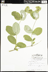 Lonicera hirsuta image