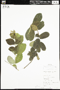 Lonicera hirsuta image