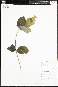 Lonicera hirsuta image