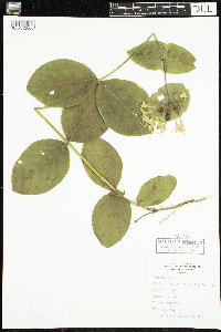 Lonicera hirsuta image