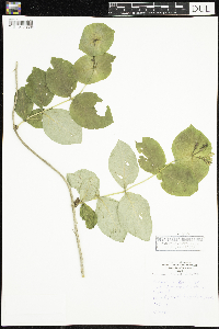 Lonicera hirsuta image