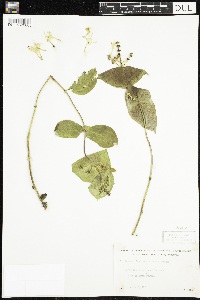 Lonicera hirsuta image