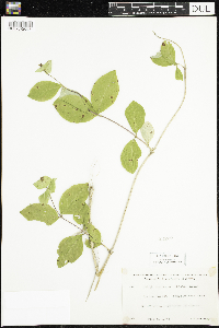 Lonicera hirsuta image