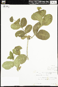 Lonicera hirsuta image