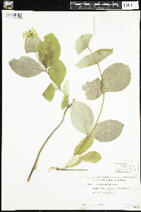 Lonicera hirsuta image