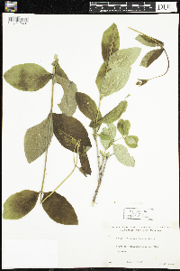 Lonicera hirsuta image