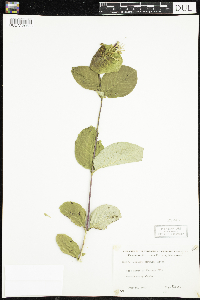 Lonicera hirsuta image