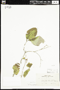 Lonicera hirsuta image