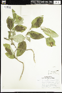 Lonicera hirsuta image