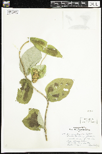 Lonicera hirsuta image