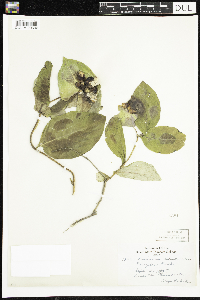 Lonicera hirsuta image