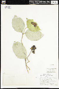 Lonicera hirsuta image