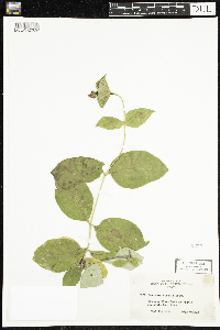 Lonicera hirsuta image