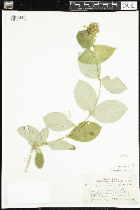 Lonicera hirsuta image