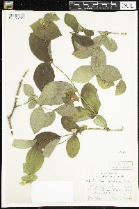 Lonicera hirsuta image